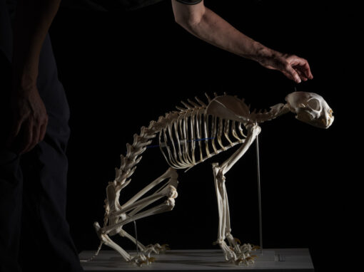 Luchsskelett Skelett eines Luchses