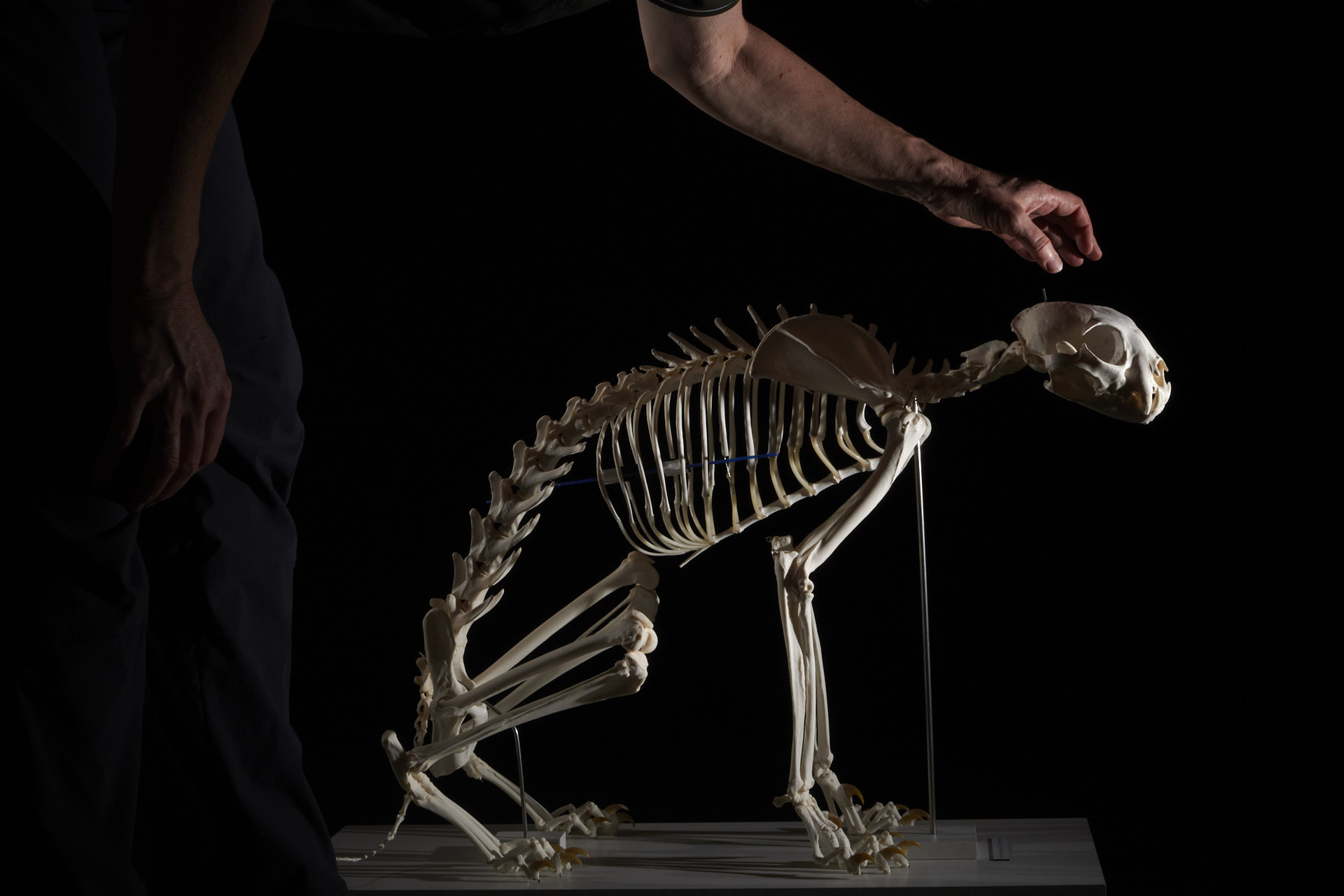 Skelett eines Luchses