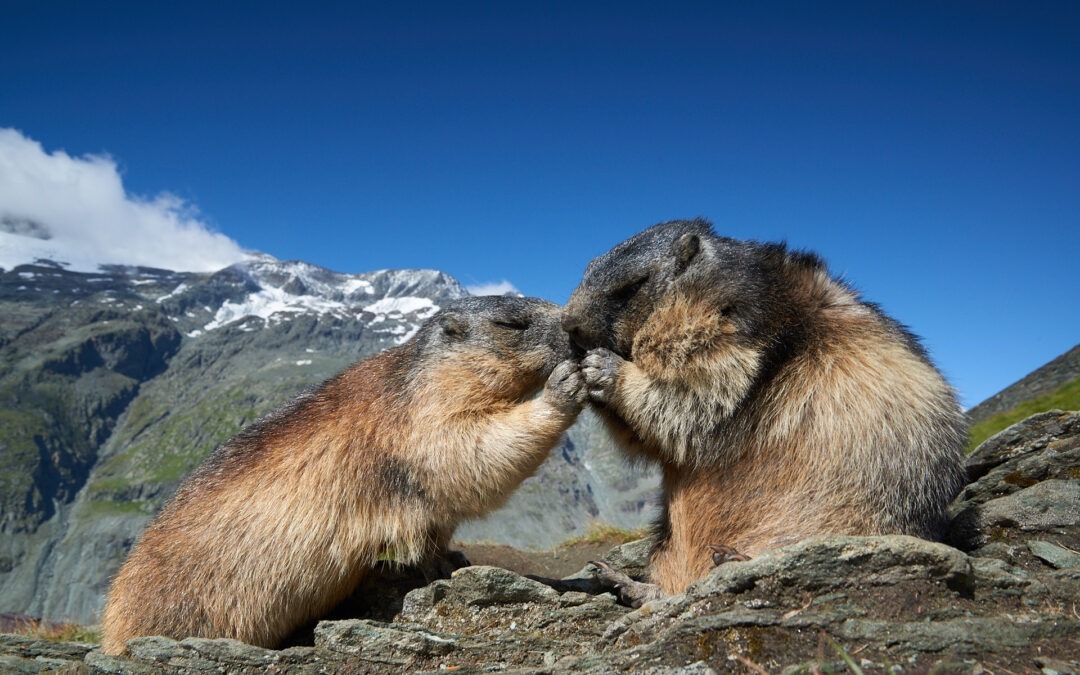 Murmeltiere am Großglockner – Ein magisches Naturerlebnis