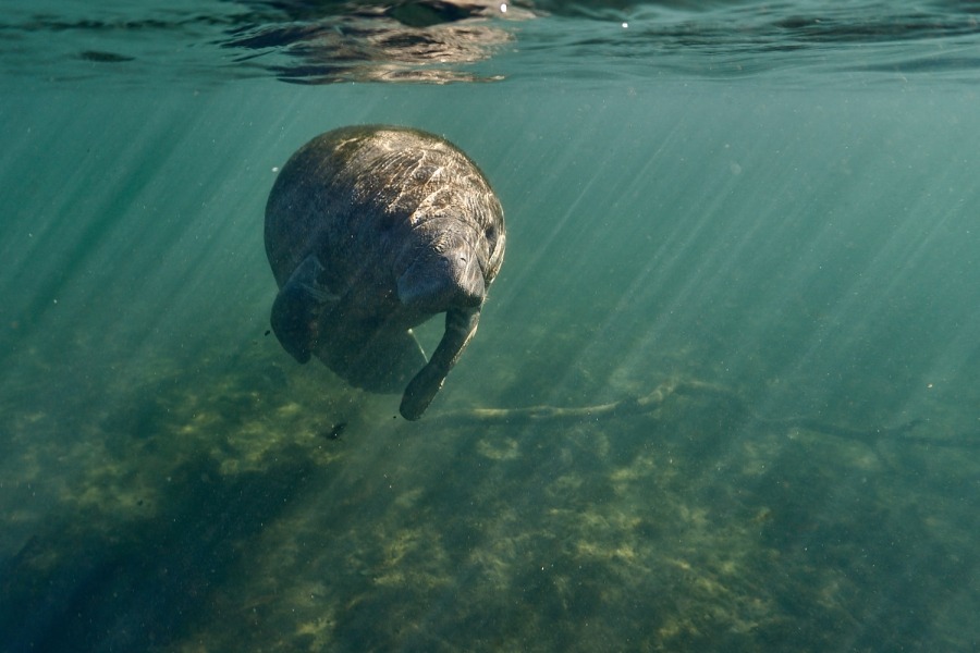 Ein einzelner Manati schwimmt gemächlich durch das grünlich schimmernde Wasser in Homosassa, Florida. Sonnenstrahlen durchdringen das Wasser von oben und tauchen die Szene in magisches Licht.