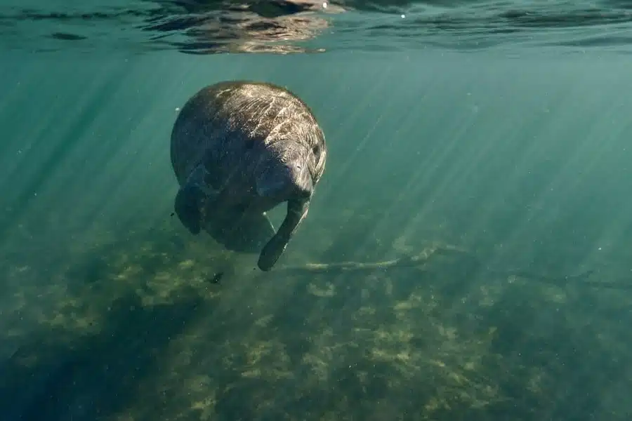 Ein einzelner Manati schwimmt gemächlich durch das grünlich schimmernde Wasser in Homosassa, Florida. Sonnenstrahlen durchdringen das Wasser von oben und tauchen die Szene in magisches Licht.