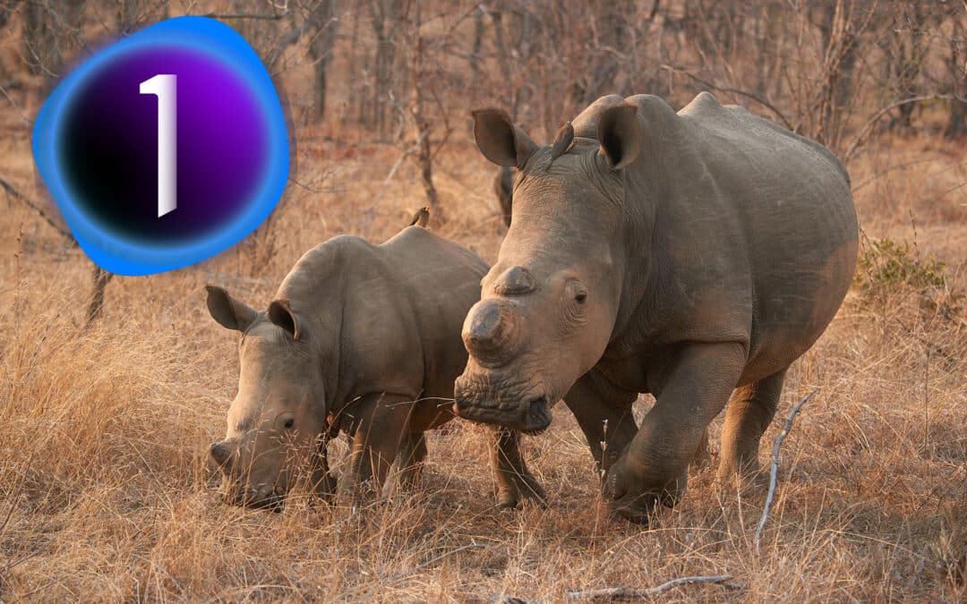 Naturfotos bearbeiten: Mein Workflow mit Capture One