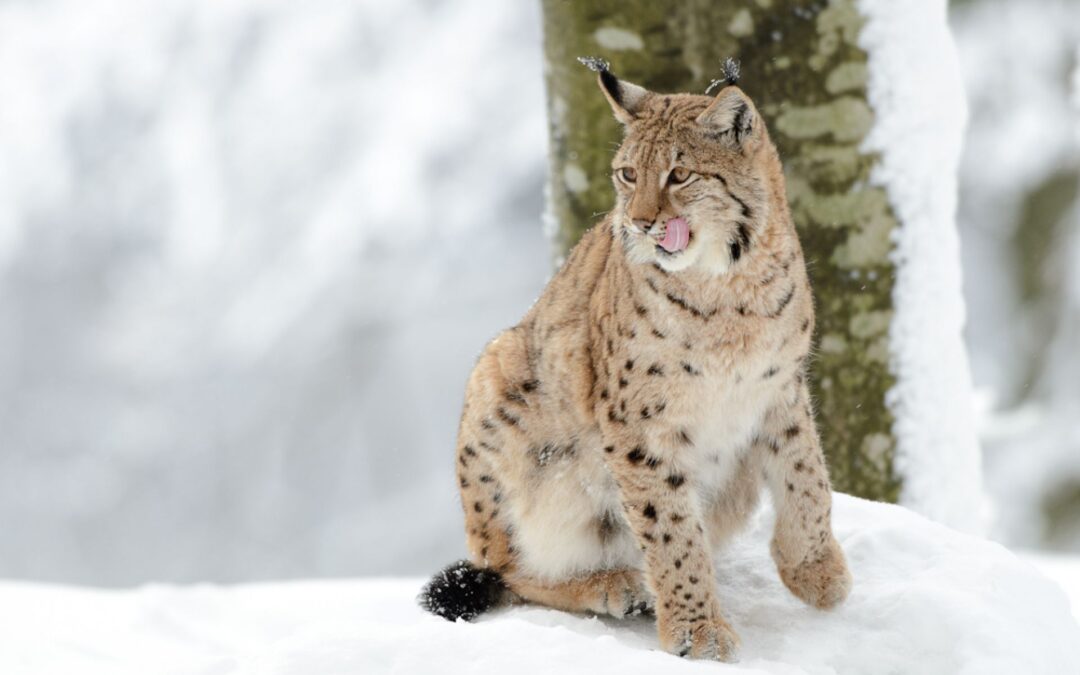5 Tipps für Winterfotografie im Tierfreigelände Bayerischer Wald