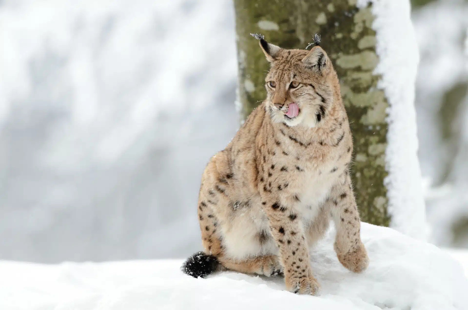 Ein Luchs schleckt sich die Lippen, während er im Tierfreigehege des Nationalpark Bayerischer Wald auf seine Fütterung wartet.