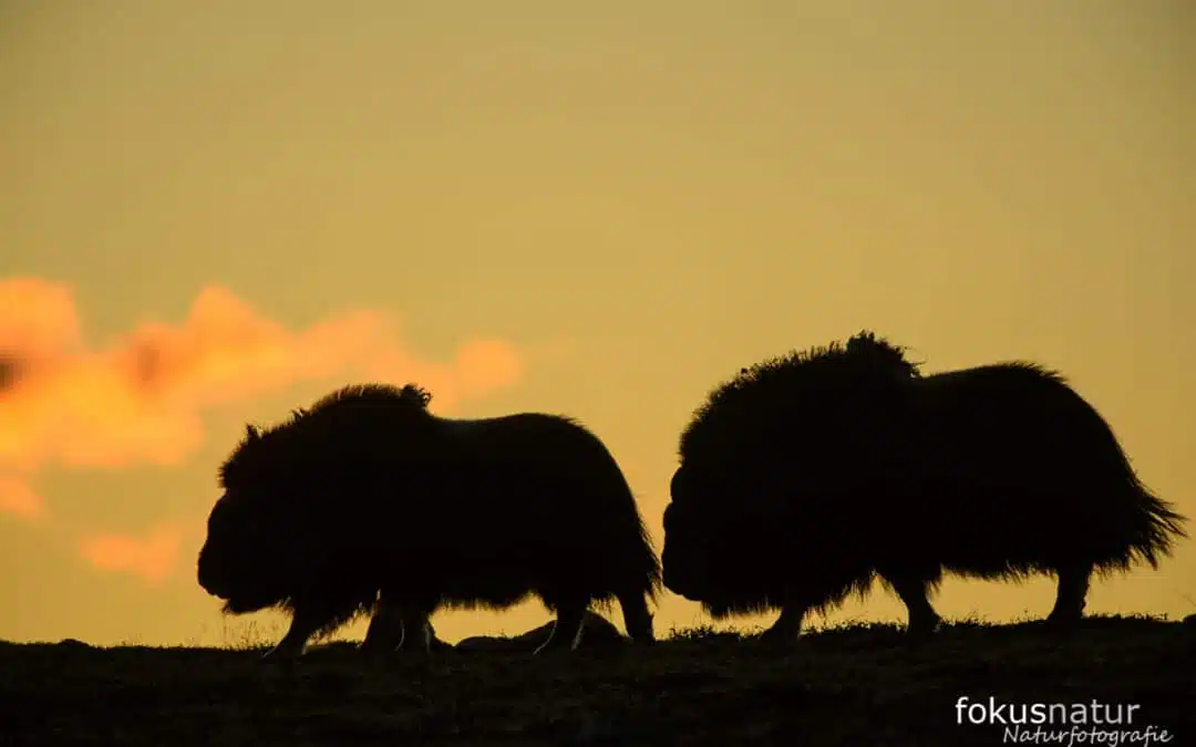 When the sun never sleeps – The wilderness of Scandinavia