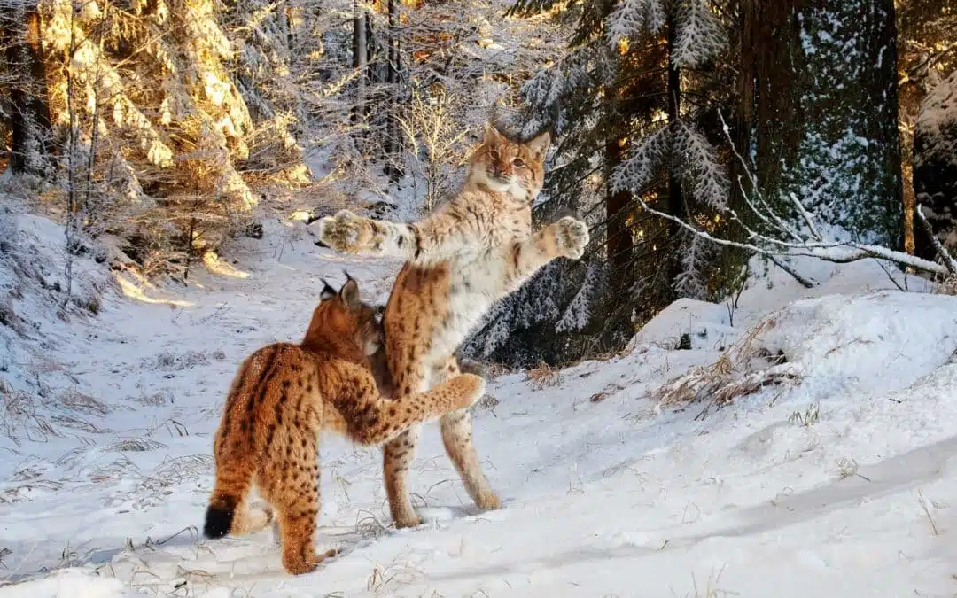 Wildlife-Fotografie mit Kamerafallen