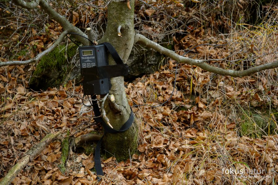 Trailmaster TM1550PS – die beste Lichtschranke für Naturfotografen!
