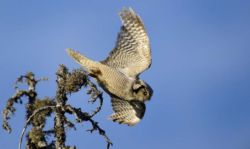 Sperbereule im Flug