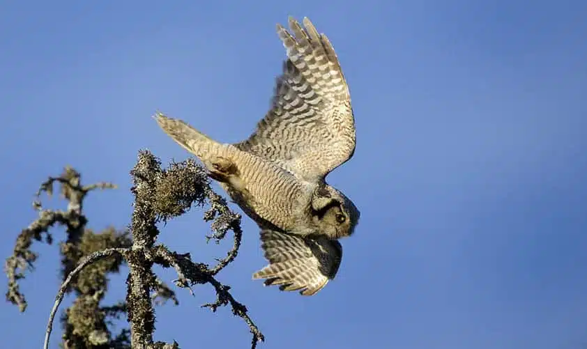Sperbereule im Flug