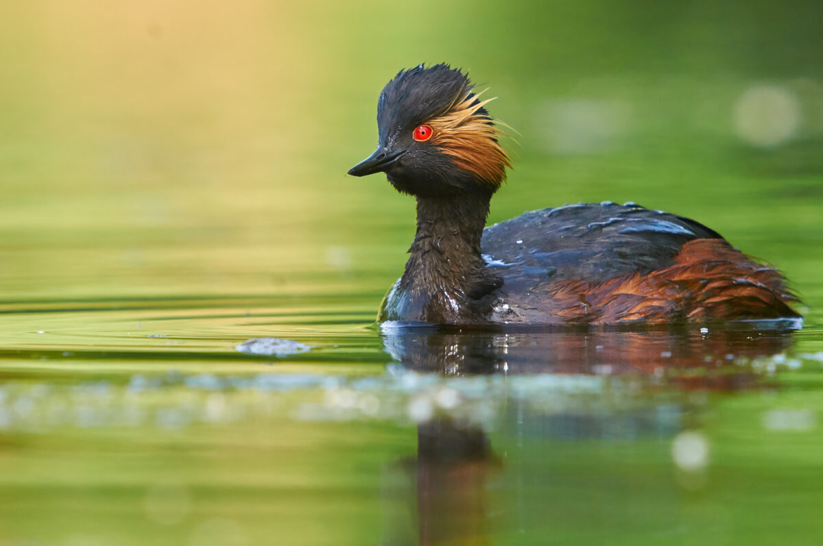 Schwarzhalstaucher sind ganz besondere Vögel - das leuchtend rote Auge gepaart mit den golden schimmernden Ohrbüscheln ist wunderschön anzusehen.