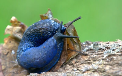 Blaue Nacktschnecken und Grüne Regenwürmer: Warum sich genaues Hinschauen für Naturfotografen lohnt
