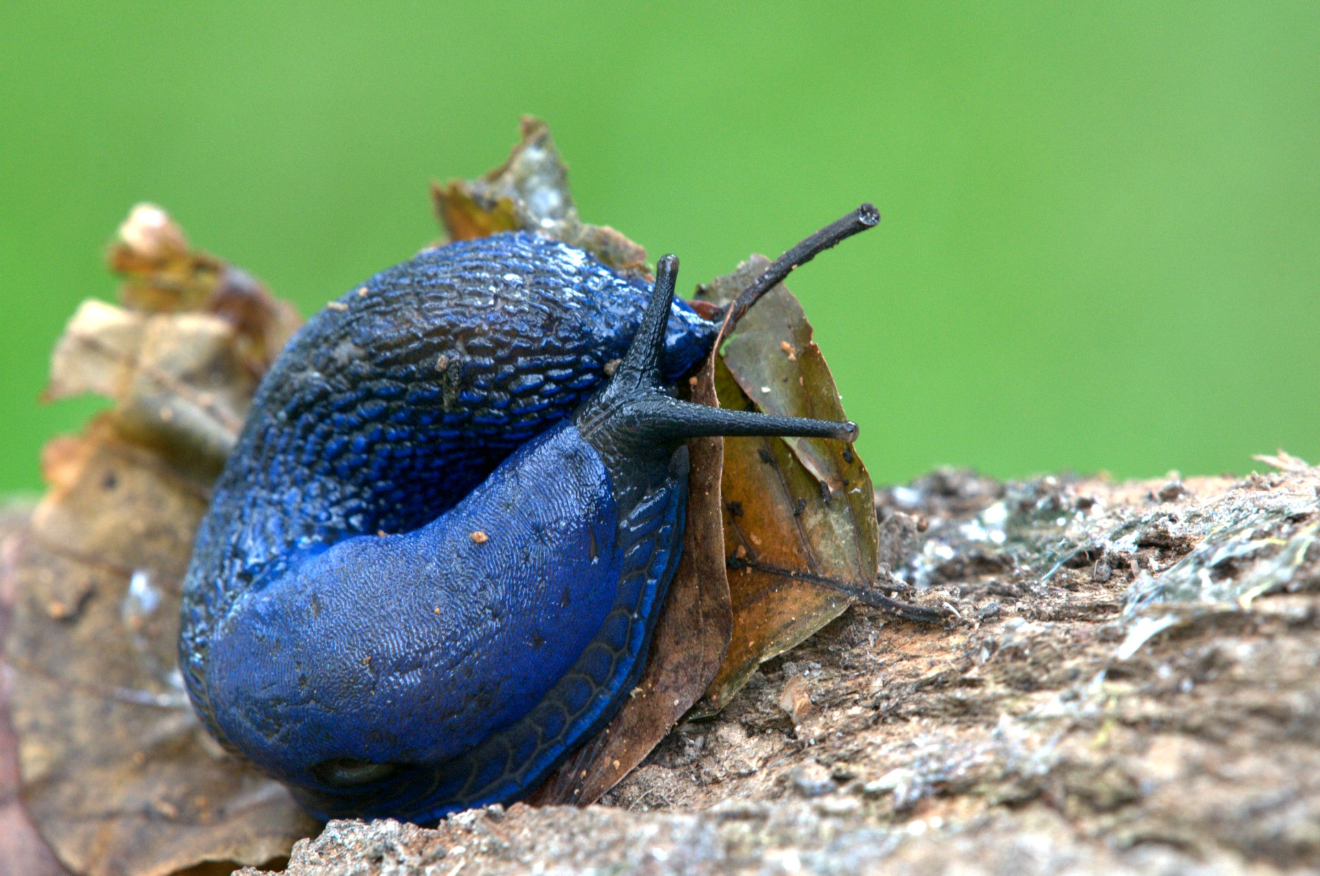 Blaue Nacktschnecke oder Blauschnegel (Bielzia coerulans)