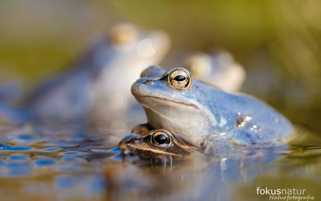 Leben im Verborgenen – Amphibien und Reptilien vor unserer Tür