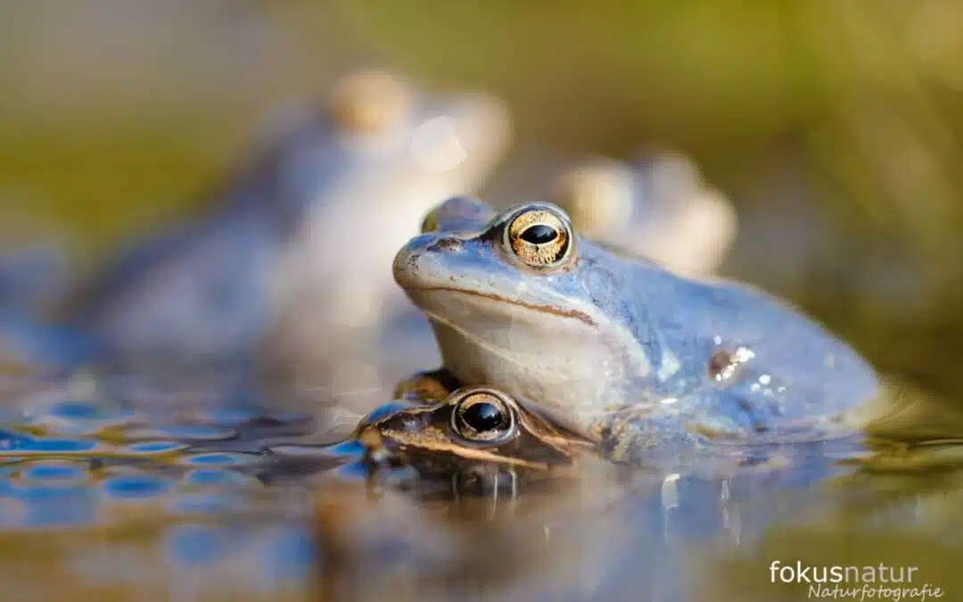 Life in secret – amphibians and reptiles on our doorstep
