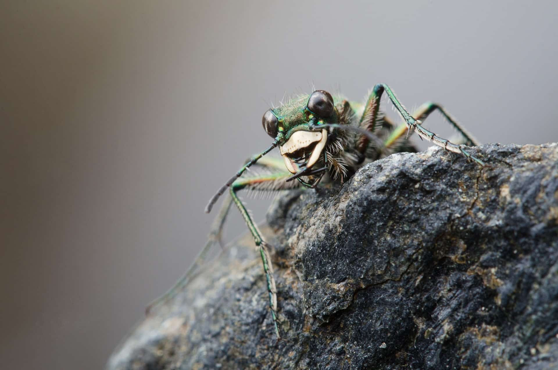 Portrait eines Sandlaufkäfers