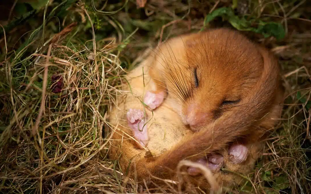 Bavaria’s original inhabitants – small, wild and forgotten