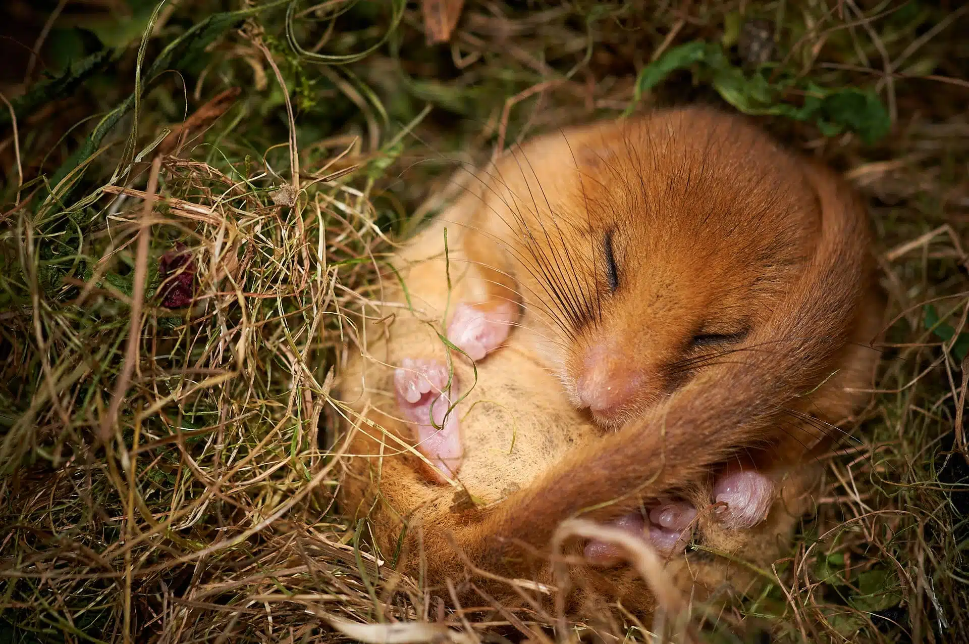 Eine Haselmaus hält Winterschlaf in ihrem Erdnest.