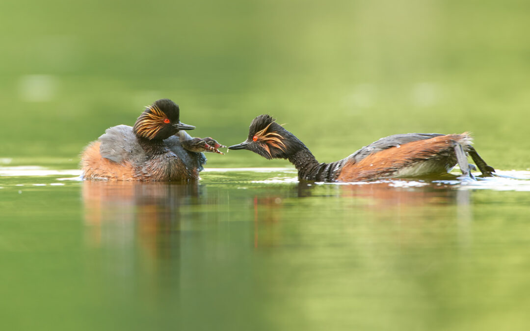 Eintauchen in die Welt des Schwarzhalstauchers – Tipps für die Vogelfotografie