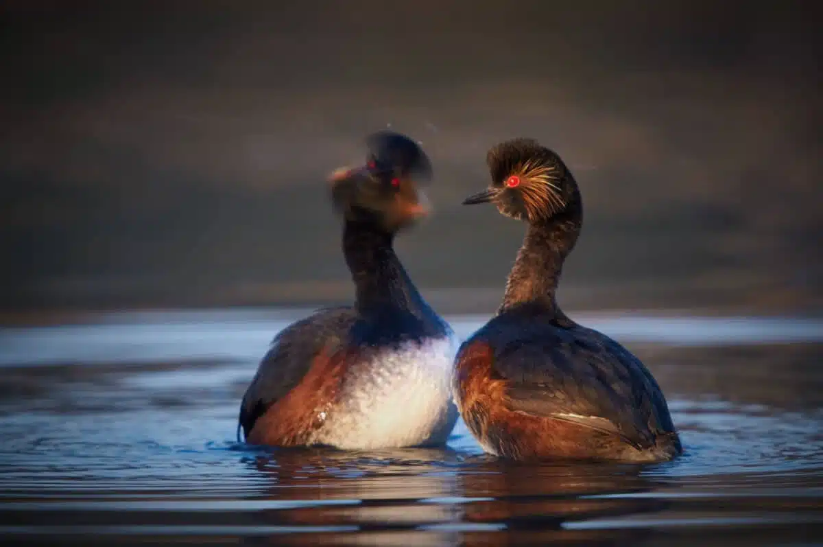 Bei der Balz schütteln Schwarzhalstaucher aufgeregt die Köpfe während sie ihre Brust aus dem Wasser heben,