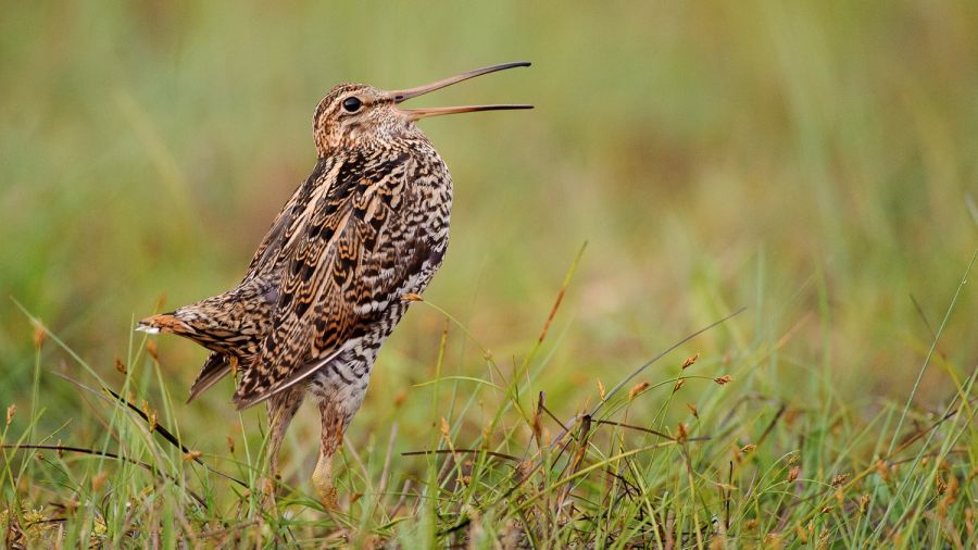 Balzende Doppelschnepfe mit offenem Schnabel im Moor.