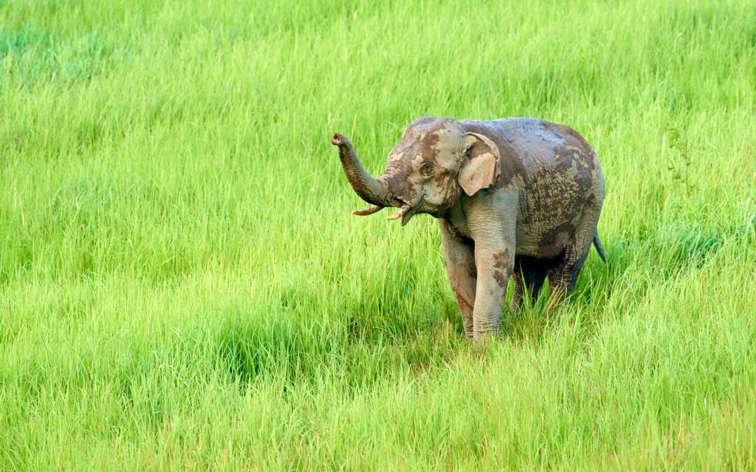 Naturfotografie-Urlaub in Thailand