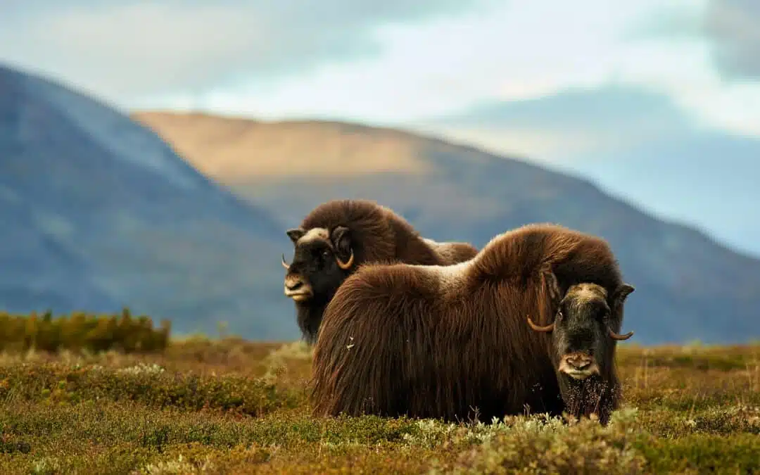 Up close without disturbing – Why species knowledge is so important in animal photography