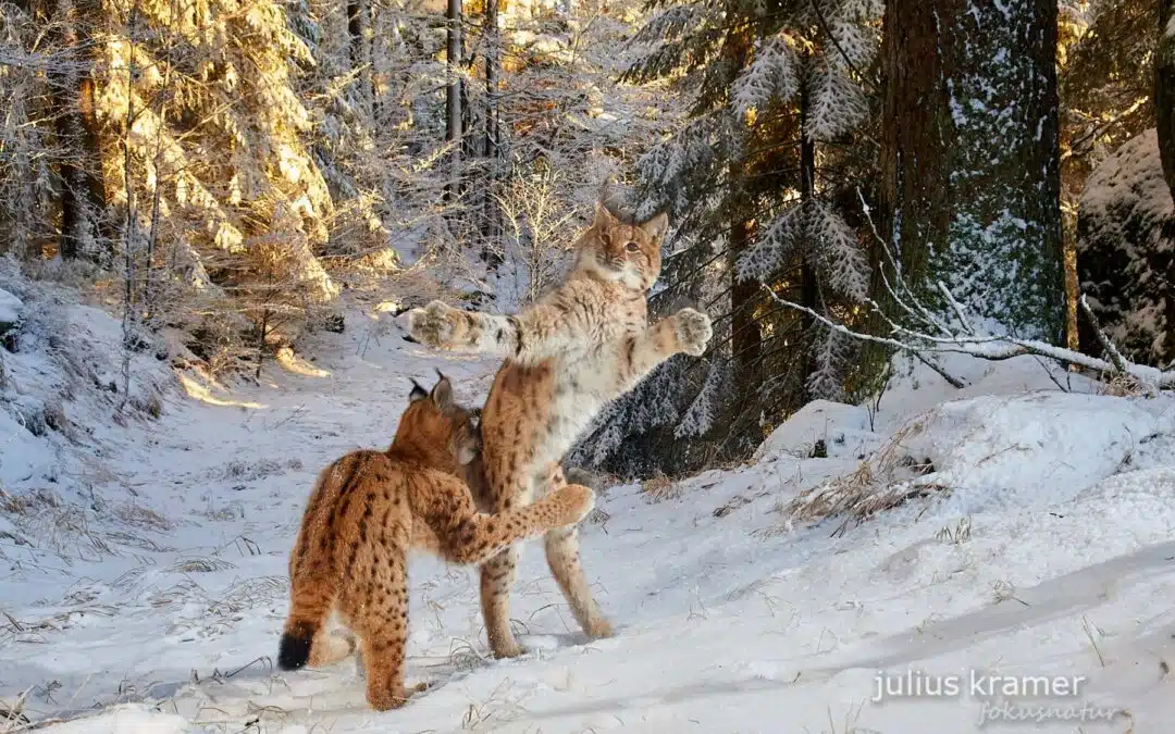 In lynx land – wild lynxes in the Bavarian Forest