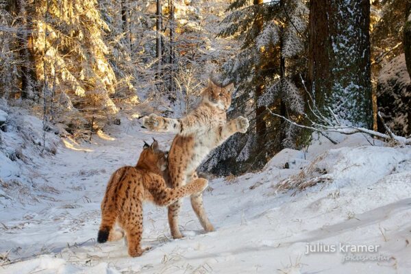 Zwei junge Luchse spielen auf einer Waldlichtung im Schnee.