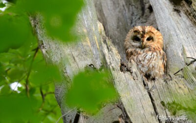5 spannende Naturfotografie-Spots in München
