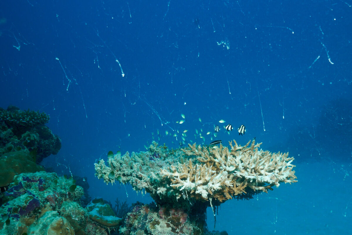 Meeresschnee beeinträchtigt die Sicht unter Wasser