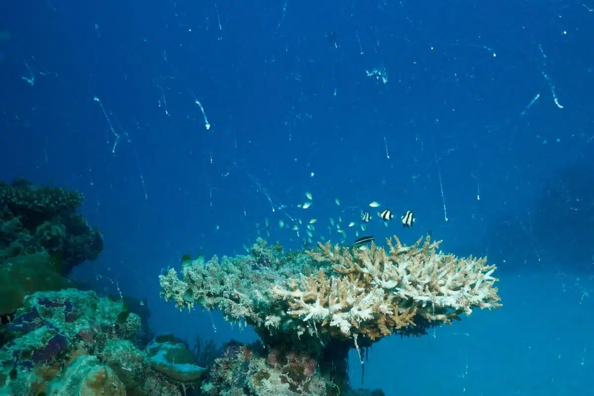 Meeresschnee beeinträchtigt die Sicht unter Wasser