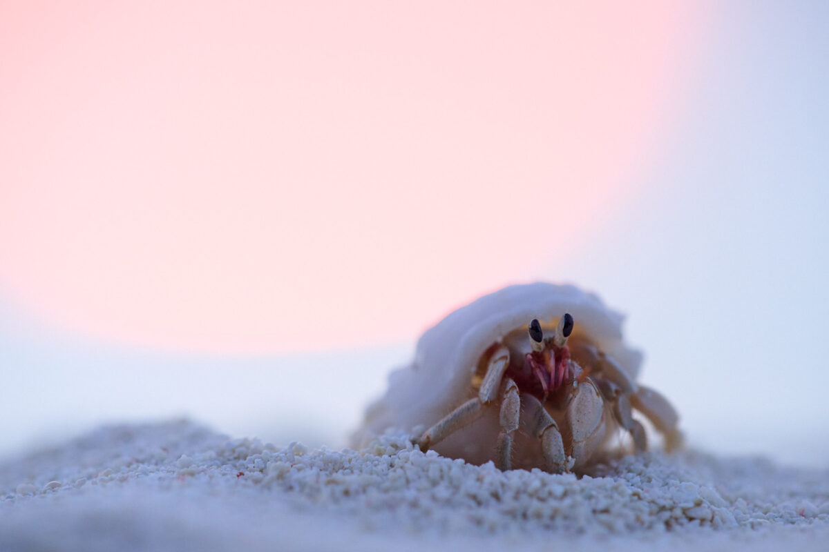 Einsiedlerkrebs der bei Sonnenuntergang am Strand entlangläuft.