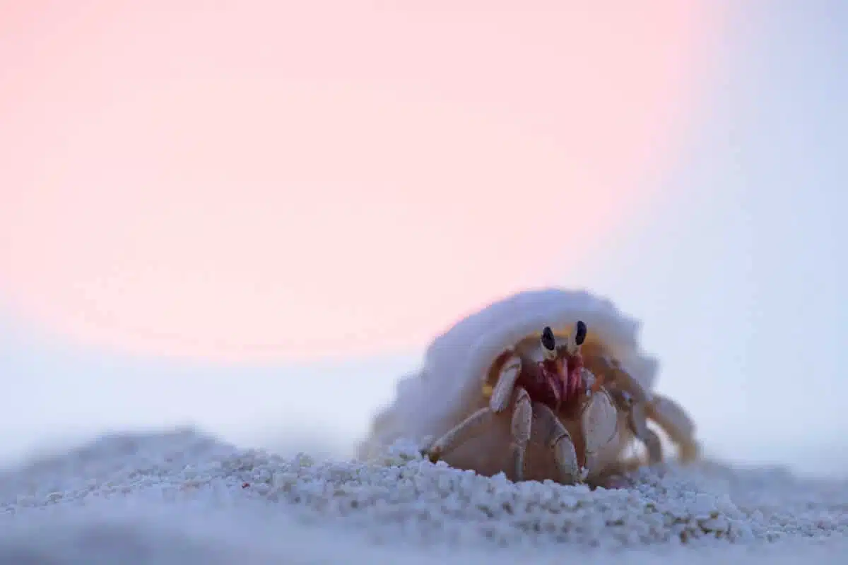 Einsiedlerkrebs der bei Sonnenuntergang am Strand entlangläuft.