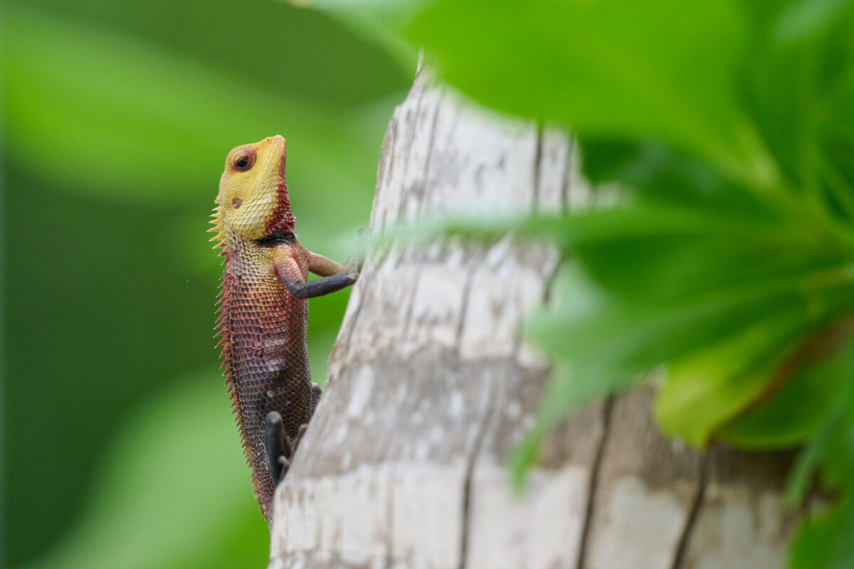 Calotes versicolor auf den Malediven