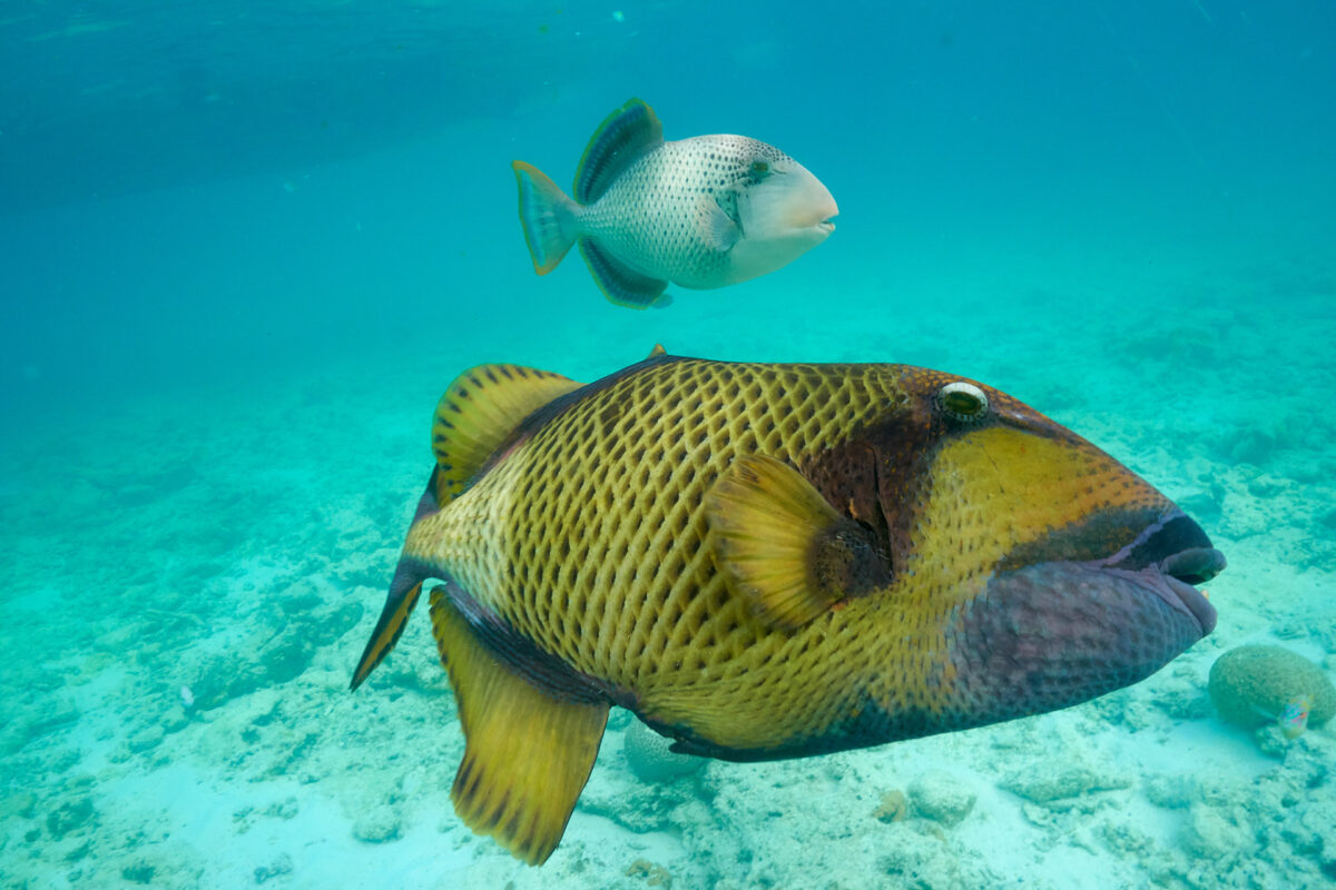Titan- oder Riesendrückerfisch (Balistoides viridescens) und Indischer Drückerfisch (Balistapus undulatus)