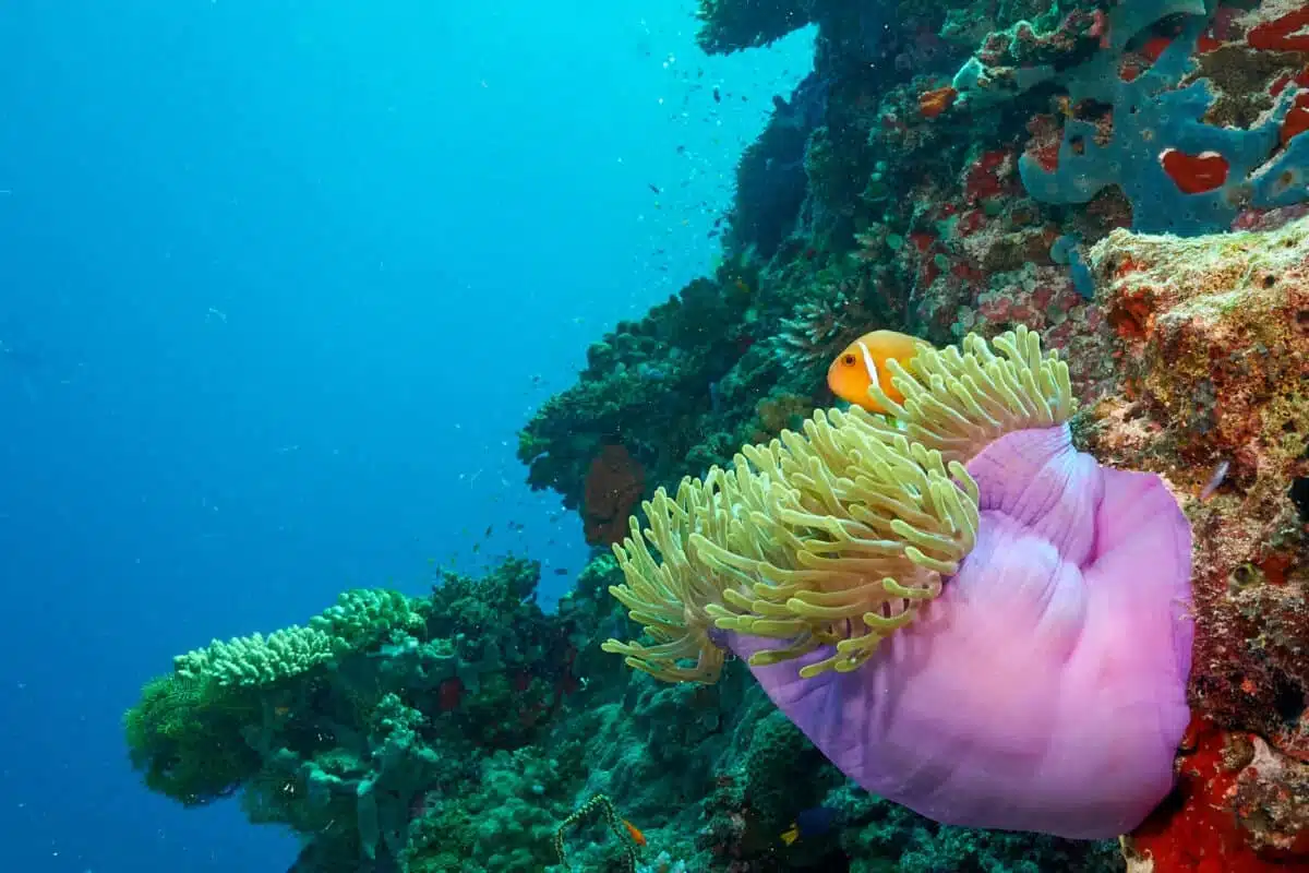 Anemonenfisch im Riff