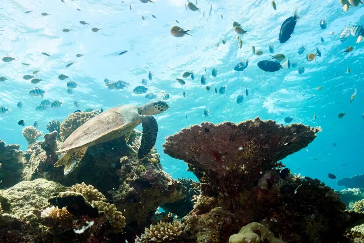 Grüne Meerschildkröte auf den Malediven