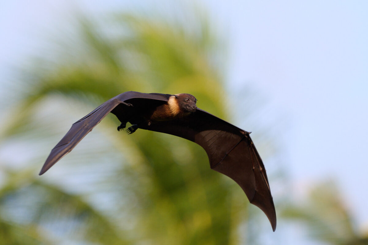Maledivischer Flughund bei seinem abendlichen Flug.