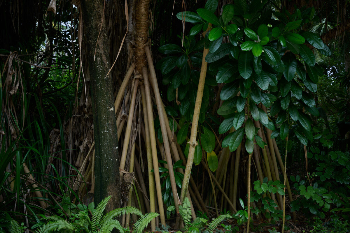 Typische Vegetation auf Kandima