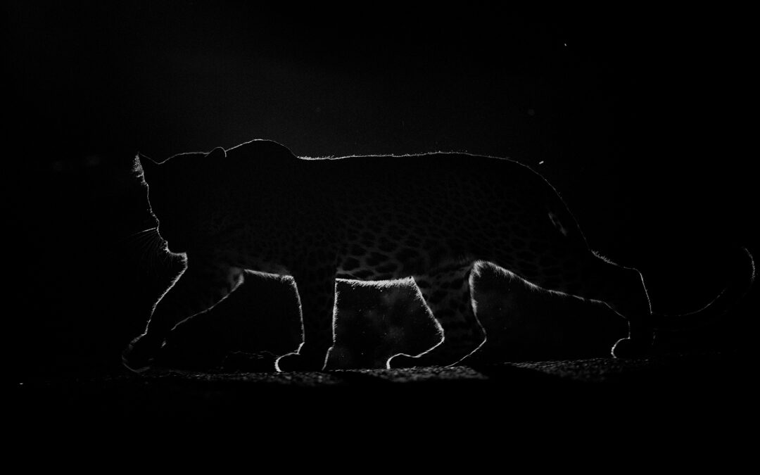 Bera Safari Guide: Die besten Foto-Spots für atemberaubende Leopardenbilder