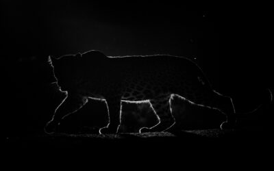 Bera Safari Guide: Die besten Foto-Spots für atemberaubende Leopardenbilder