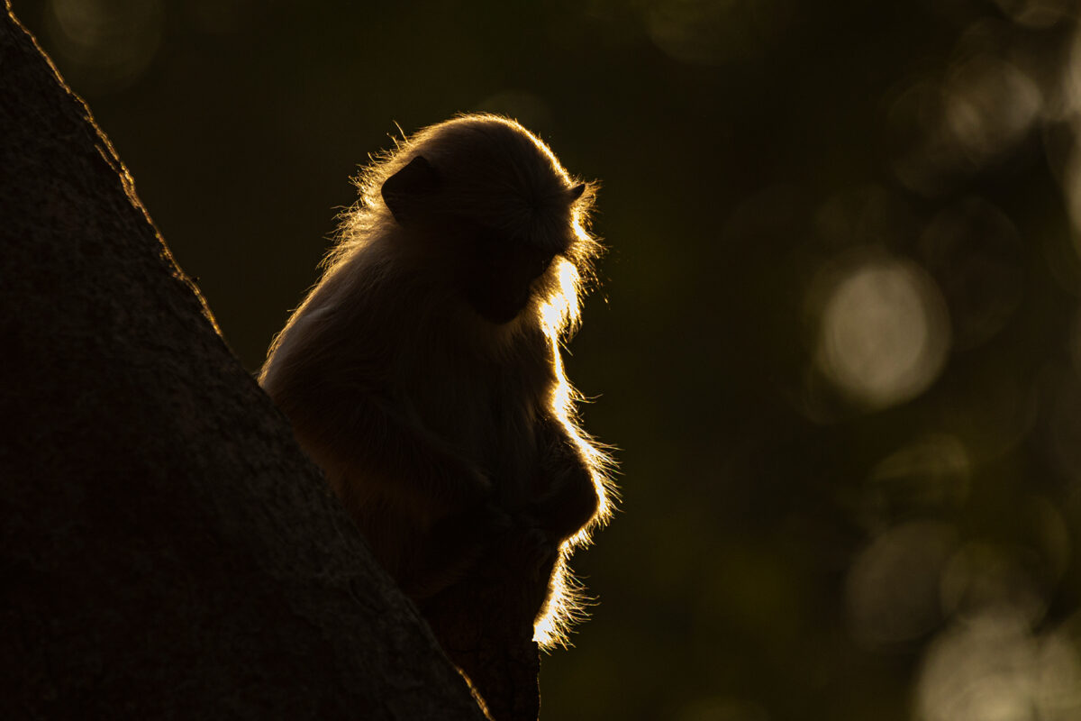 Langur im Gegenlicht