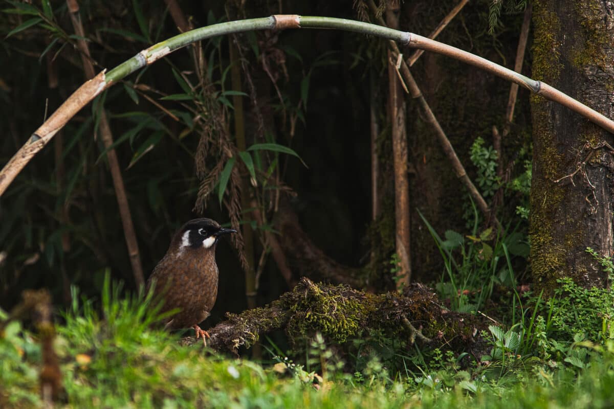 Vogel im Dickicht