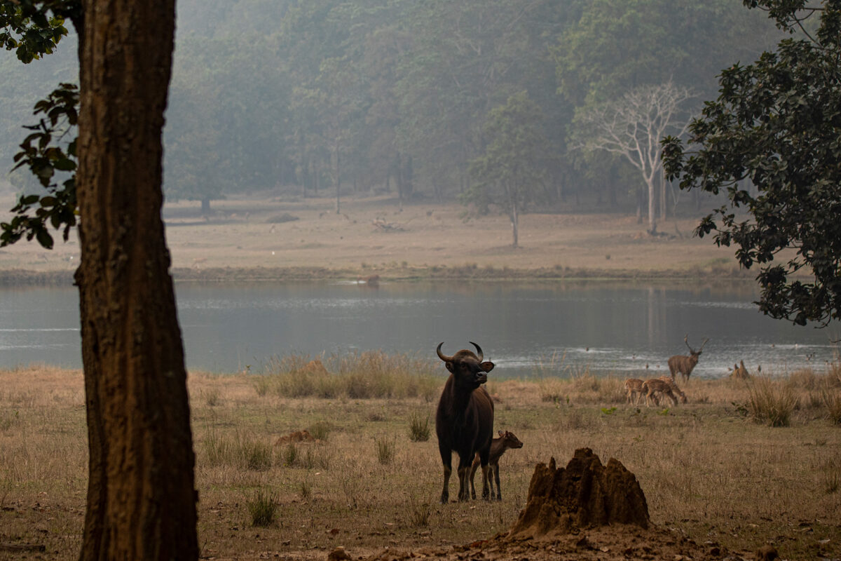Wasserloch im Satpura mit Gaur und Antilopen.