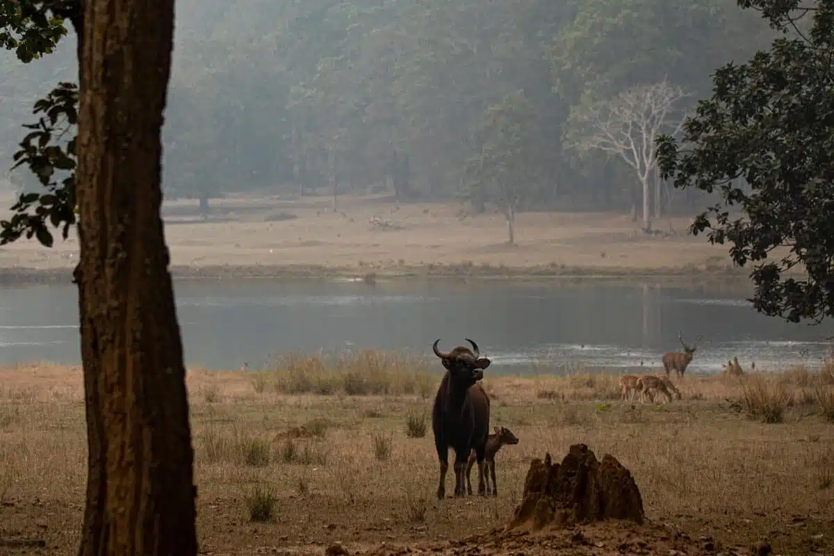 Wasserloch im Satpura mit Gaur und Antilopen.