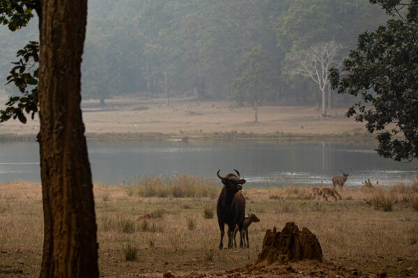 Wasserloch im Satpura mit Gaur und Antilopen.