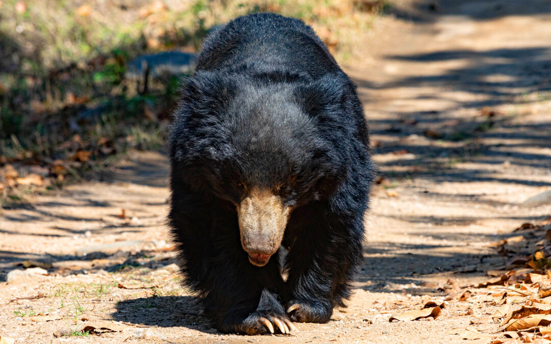 Sloth bears & tigers: Satpura – An exclusive photo trip to the heart of India