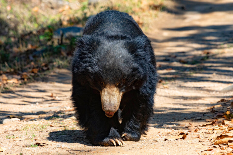Fotoreise Satpura