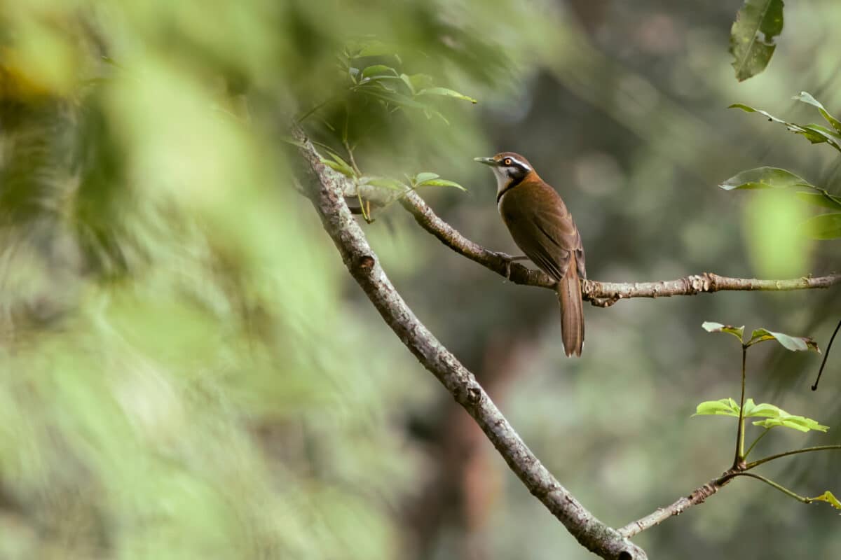Vogel im Singalila