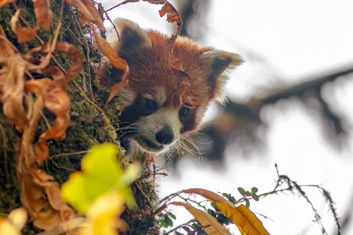 Ein roter Panda im tiefen Wald.
